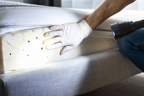 Best Wasp Removal Services  in Sargent, TX